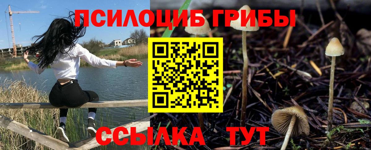 Знаменск  Псилоцибиновые грибы Psilocybe  Вход с VPN 